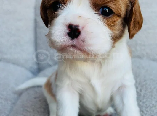 Erkek Cavalier King Charles Yavrularımız görsel