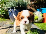 Erkek Cavalier King Charles Yavrularımız