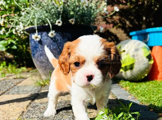 Erkek Cavalier King Charles Yavrularımız görsel
