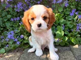 Erkek Cavalier King Charles Yavrularımız