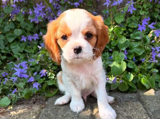 Erkek Cavalier King Charles Yavrularımız görsel