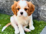 Erkek Cavalier King Charles Yavrularımız