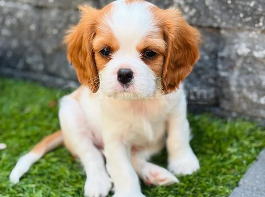 Erkek Cavalier King Charles Yavrularımız görsel