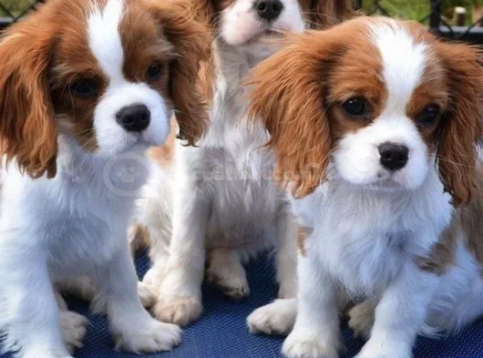 erkek cavalier king charles yavrularımız