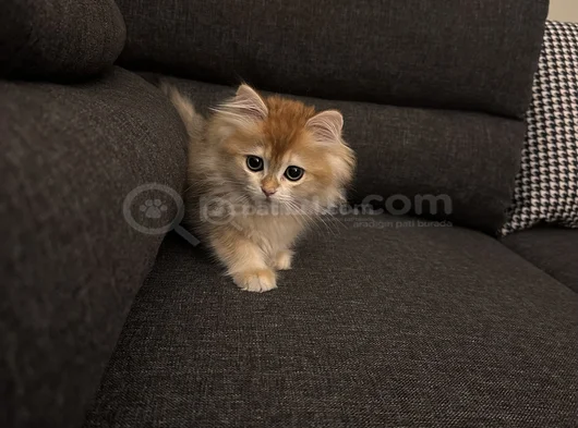 Bristish Golden Longhair