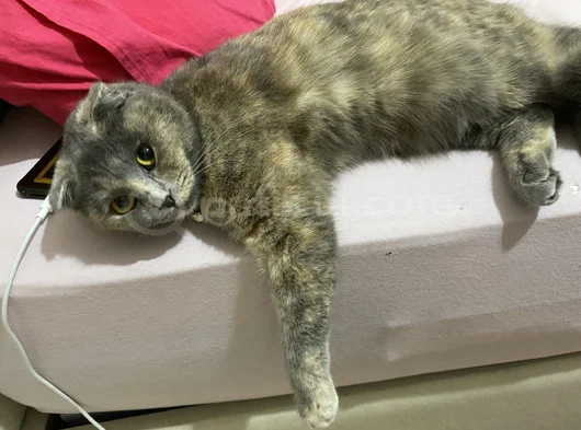 Kayip Kedi̇ Ankara Mamak görsel