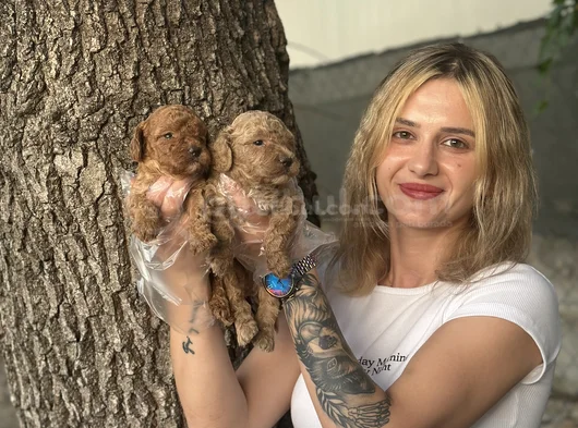 Toy Poodle Yavruları görsel