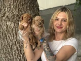Toy Poodle Yavruları