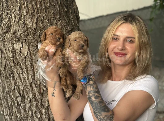Toy Poodle Yavruları görsel