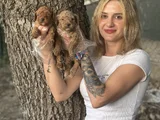 Toy poodle yavruları