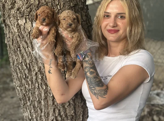 Toy Poodle Yavruları