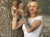 Toy Poodle Yavruları