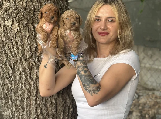 Toy Poodle Yavruları görsel