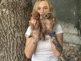 Toy Poodle Yavruları