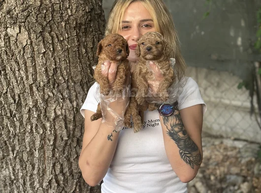 Toy Poodle Yavruları görsel