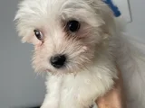 Maltese 4 Aylık