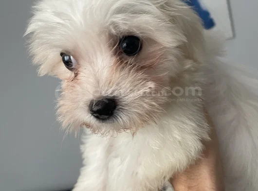Maltese 4 Aylık görsel