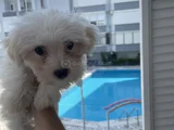 Maltese 4 Aylık