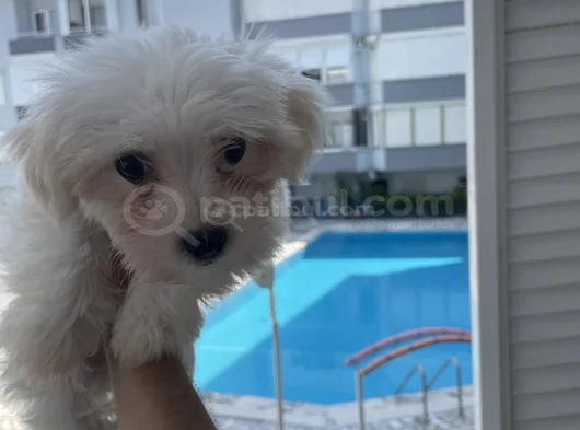 Maltese 4 Aylık görsel