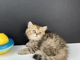 British Longhair Golden Erkek