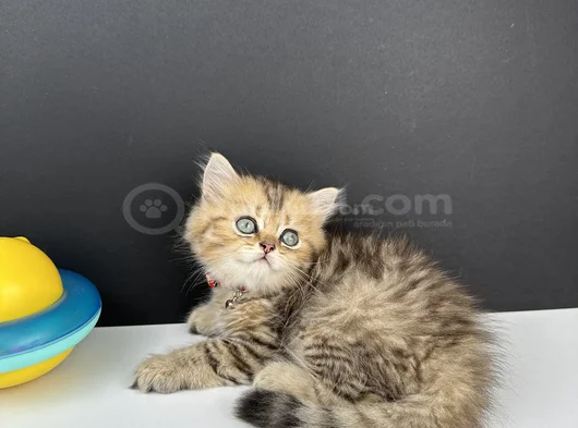 British Longhair Golden Erkek görsel