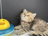 British Longhair Golden Erkek