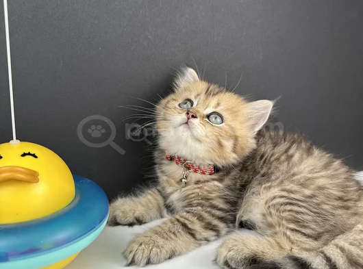 British Longhair Golden Erkek görsel