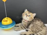 British Longhair Golden Erkek