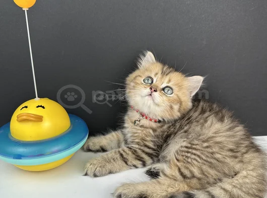 British Longhair Golden Erkek