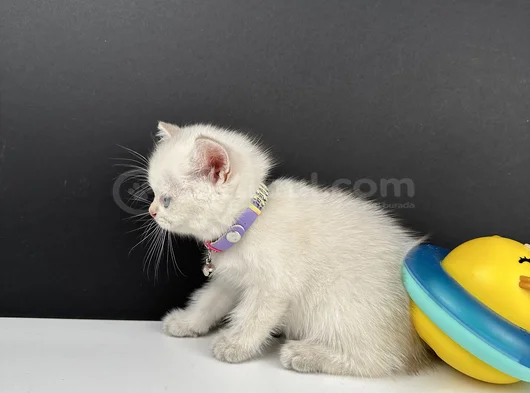 British Shorthair Bluepoint Erkek görsel