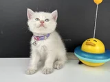 British Shorthair Bluepoint Erkek