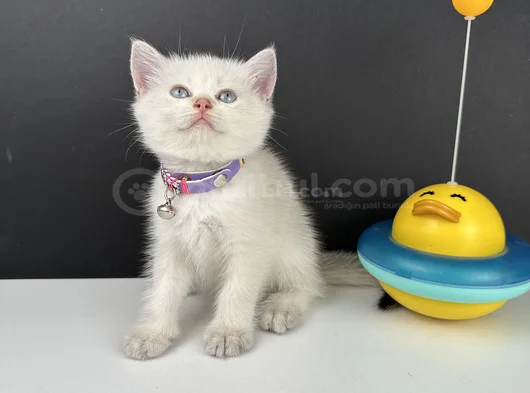 British Shorthair Bluepoint Erkek
