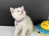 British Shorthair Bluepoint Erkek