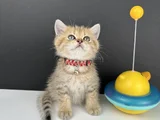 British Shorthair Golden Erkek