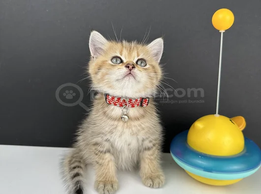 British Shorthair Golden Erkek görsel