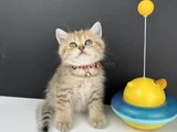 British Shorthair Golden Erkek