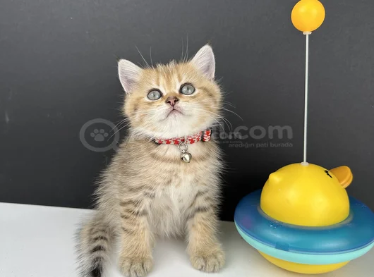 British Shorthair Golden Erkek