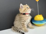 British Shorthair Golden Erkek