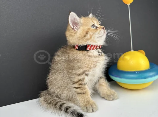 British Shorthair Golden Erkek görsel