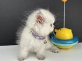 British Longhair Bluepoint Ay12 Dişi