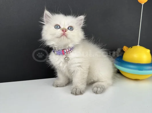 British Longhair Bluepoint Ay12 Dişi