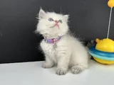 British Longhair Bluepoint Ay12 Dişi