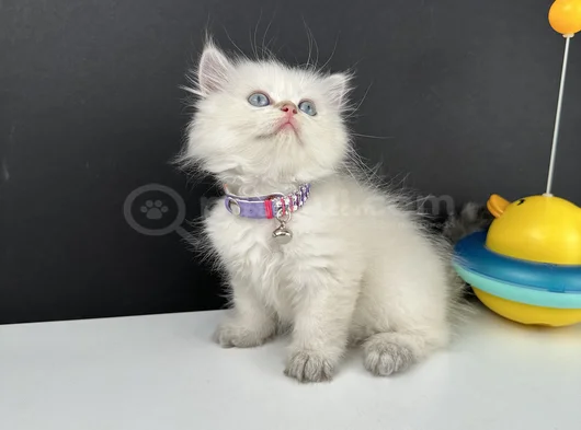 British Longhair Bluepoint Ay12 Dişi görsel