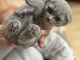 British Shorthair Ve Scottish Fold Yavru