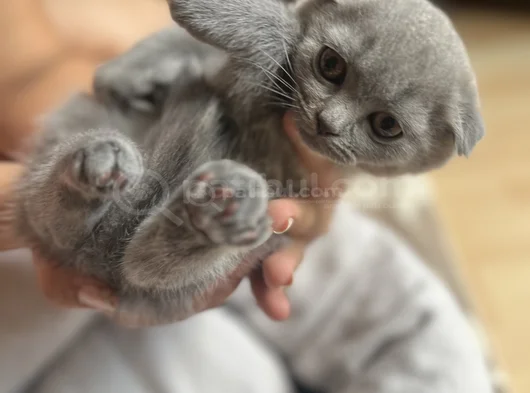 British Shorthair Ve Scottish Fold Yavru görsel