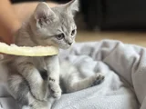 British Shorthair Ve Scottish Fold Yavru