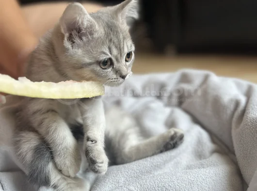 British Shorthair Ve Scottish Fold Yavru görsel