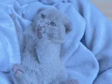 British Shorthair Ve Scottish Fold Yavru