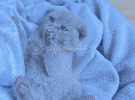 British Shorthair Ve Scottish Fold Yavru görsel
