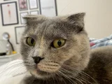 Kayip Kedi̇ Ankara Mamak